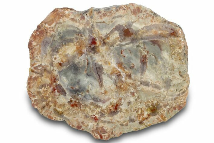 Polished Dinosaur Coprolite Nodule Half - Utah #307445